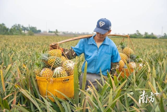 大菠萝下载app软件安装包404_大菠萝下载app软件安装包404_大菠萝下载app软件安装包404