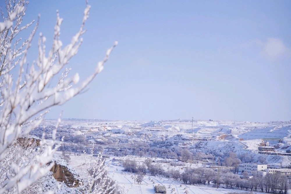 雪鹀_雪鹀_雪鹀