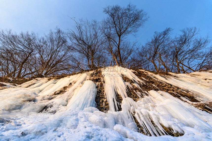 雪鹀_雪鹀_雪鹀