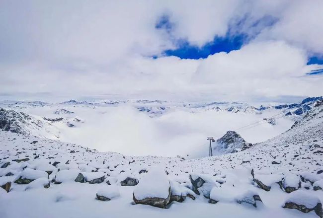 雪鹀_雪鹀_雪鹀