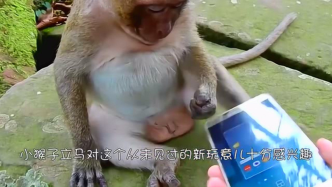 猴子也疯狂苹果下载_疯狂的猴子游戏_苹果手机猴子也疯狂游戏