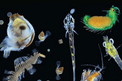 海洋进化模拟器_手机海洋进化游戏_海洋生物大进化游戏