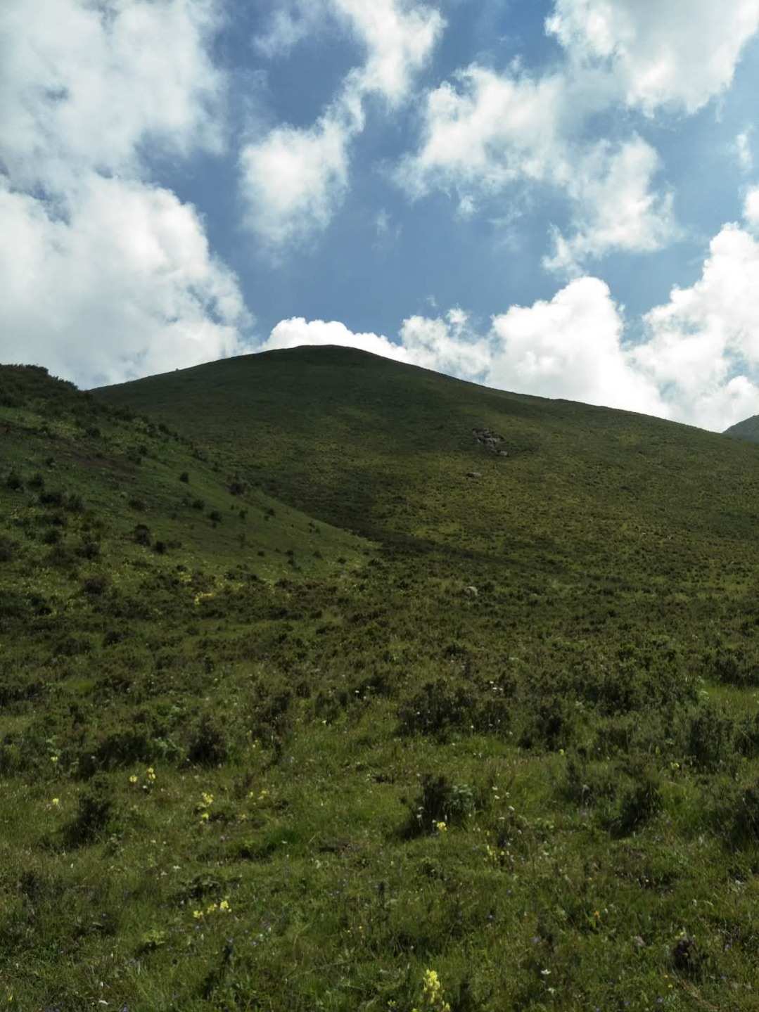 羊神山古茶园_羊神山古树茶_神山羊