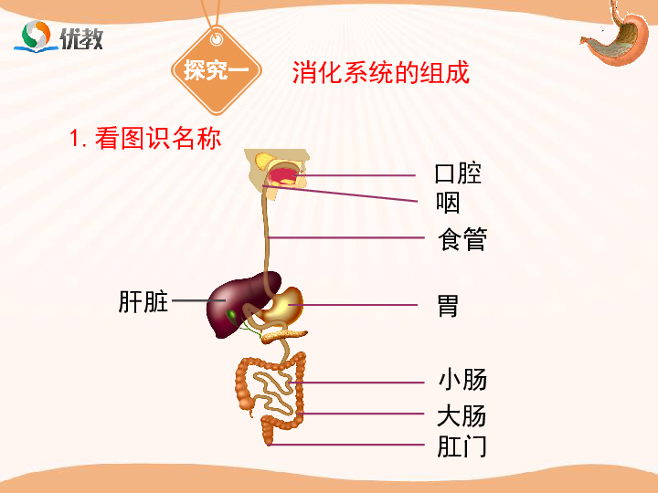 人体的消化器玩游戏_人体消化系统游戏_苹果手机游戏人体消化游戏