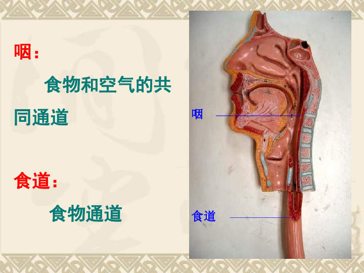 人体消化系统游戏_人体的消化器玩游戏_苹果手机游戏人体消化游戏