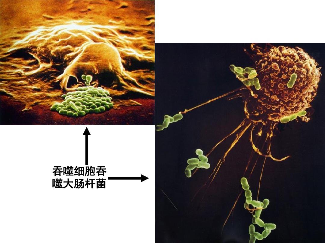 手机版山海经游戏吞噬进化_山海经吞噬进化的单机游戏_吞噬进化的山海经游戏