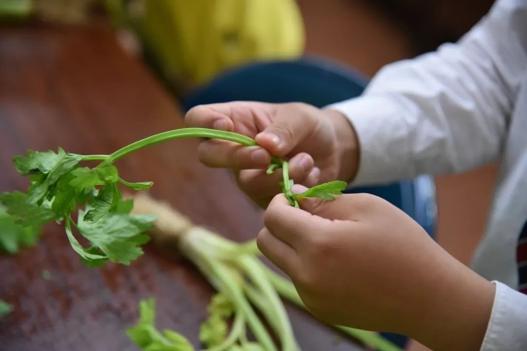 芹菜手机游戏_手机对战游戏_吃芹菜游戏