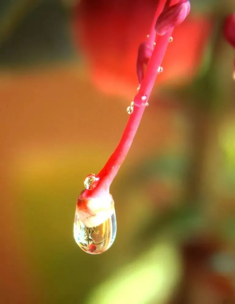 雨宫哲_雨宫哲是不是金田系_雨宫哲画的变形金刚