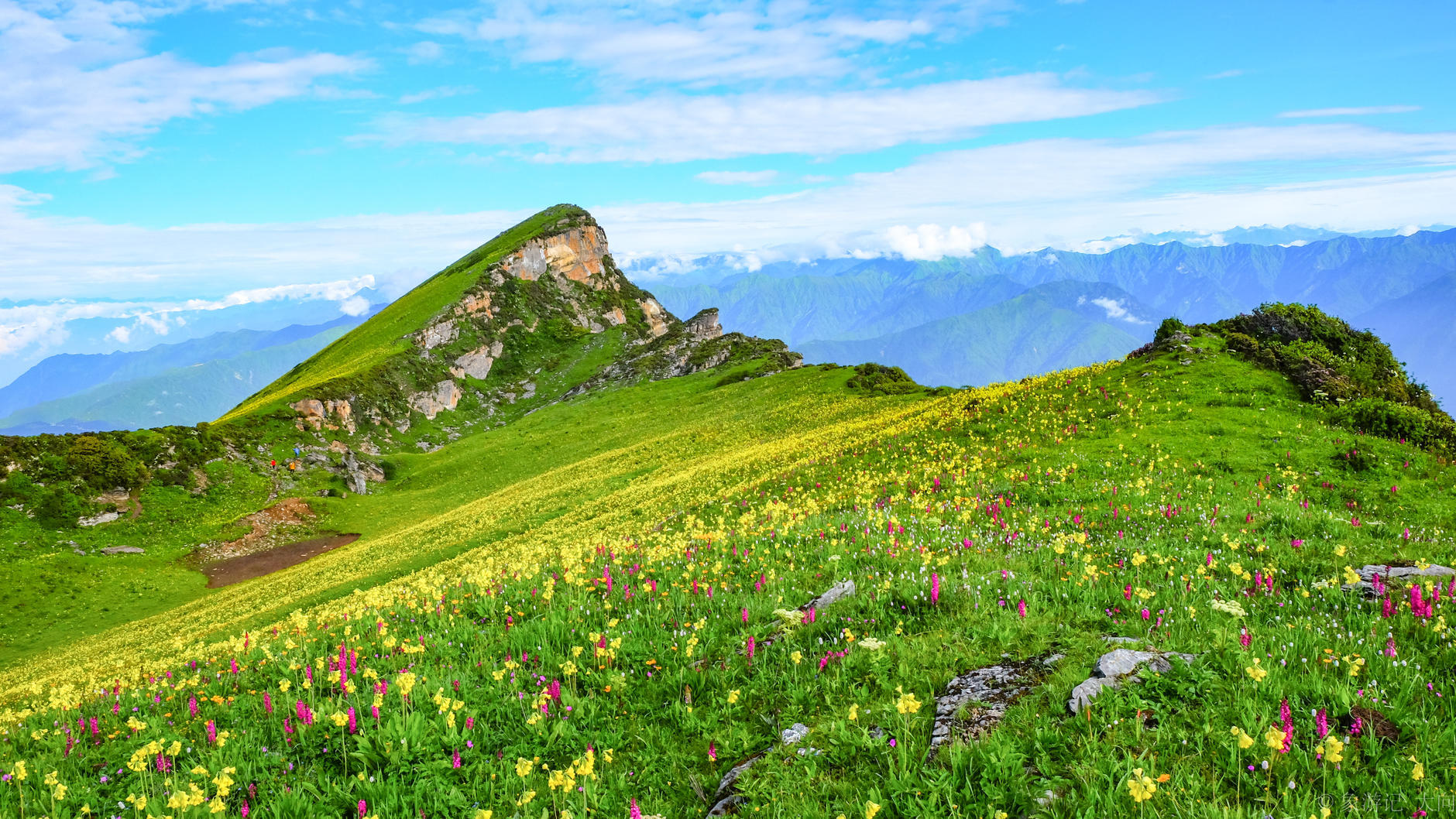 铃芽之旅简介_湄潭翠芽简介_铃芽摔跤