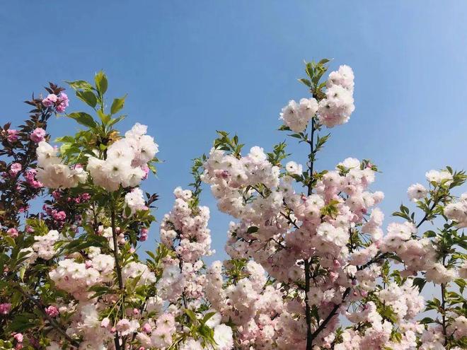 手机版种花养花的小游戏_赏花适合什么游戏手机_手机游戏种花