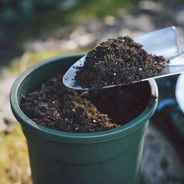 景天药材_景天是什么植物_景天