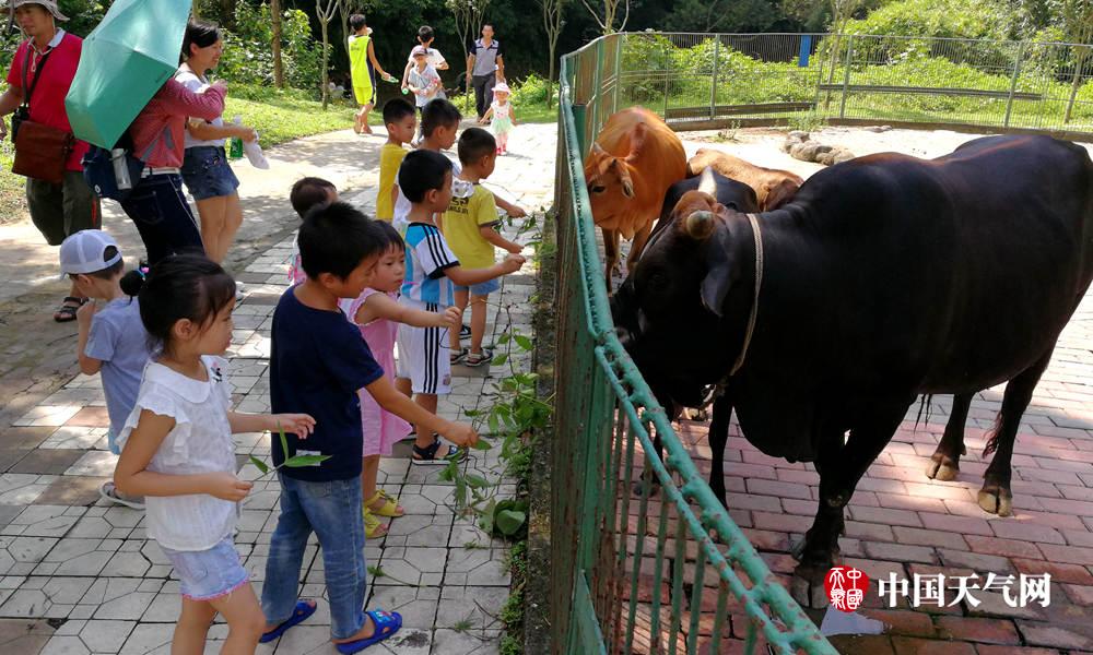 暑假放假幼儿园_幼儿暑假放假_幼儿园什么时候放暑假