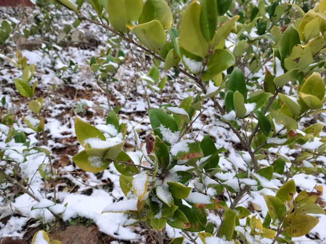 白色精灵的多面生存：雪貂的奇妙世界