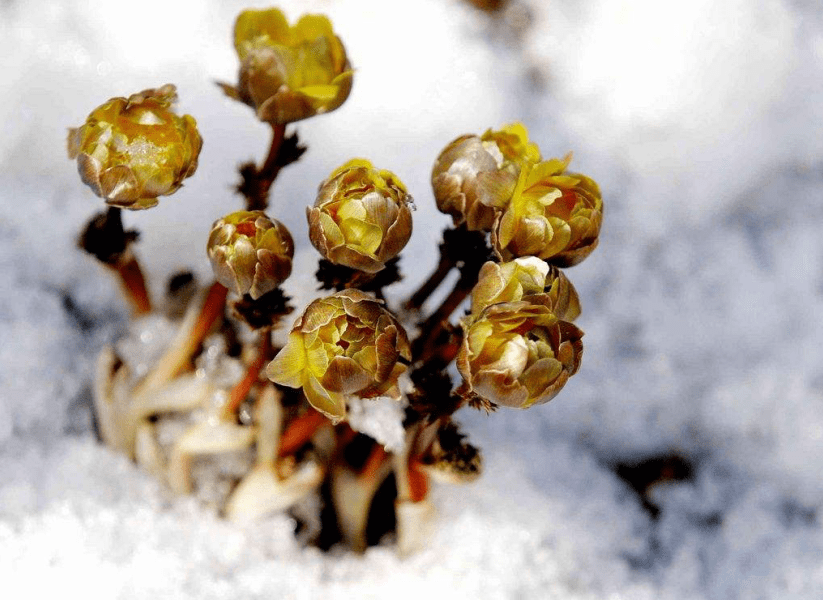 冬之花_冬去山明水秀春来鸟语花香的_冬花图片中药