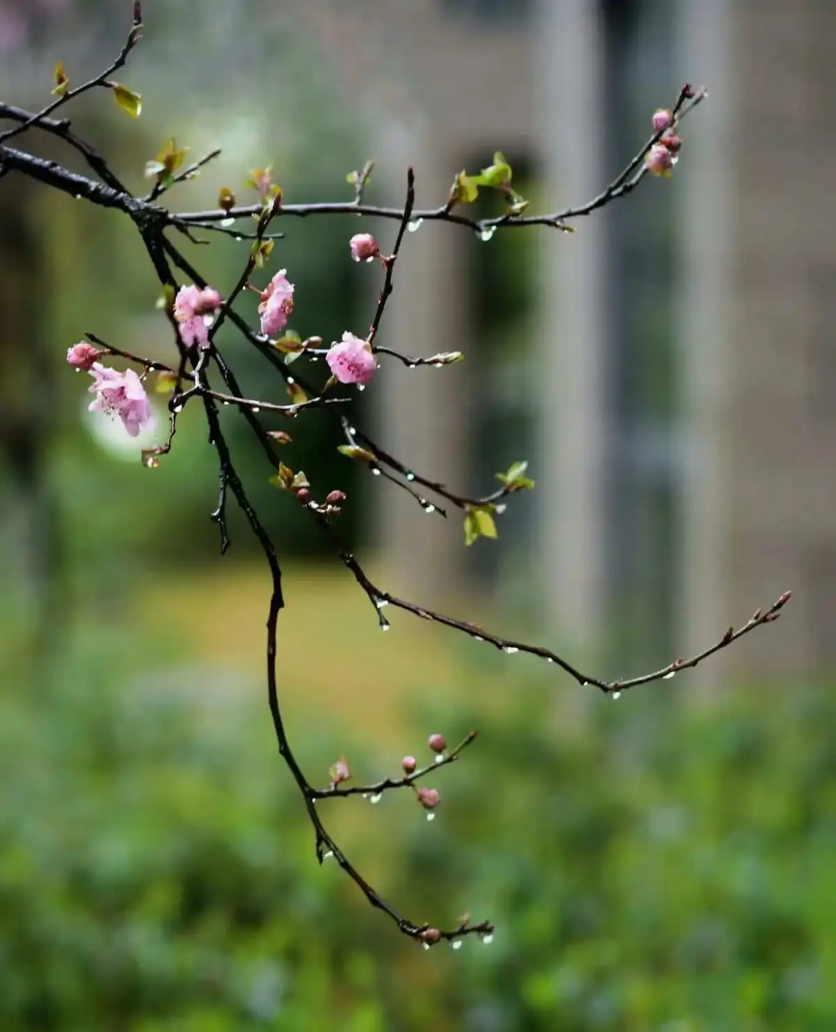 法定春节节假日时间_法定春节节假日2024_春节法定节假日