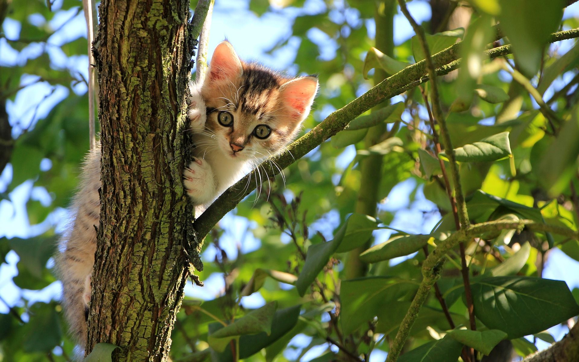 圈住小猫手机游戏_圈住小猫游戏技巧攻略_圈小猫在线玩