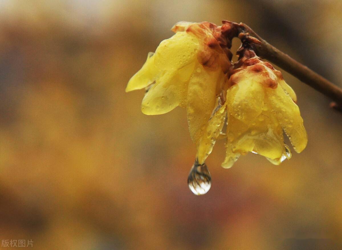 明天雨有吗_明天几点有雨_明天雨有毒吗