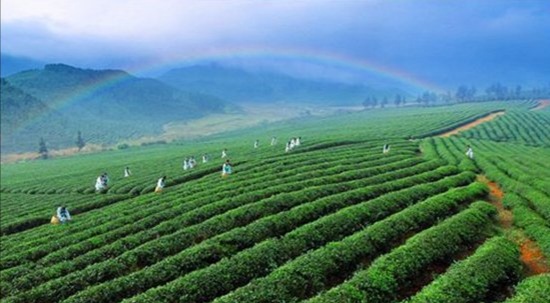 塞雷娅_塞雷娅_塞雷娅