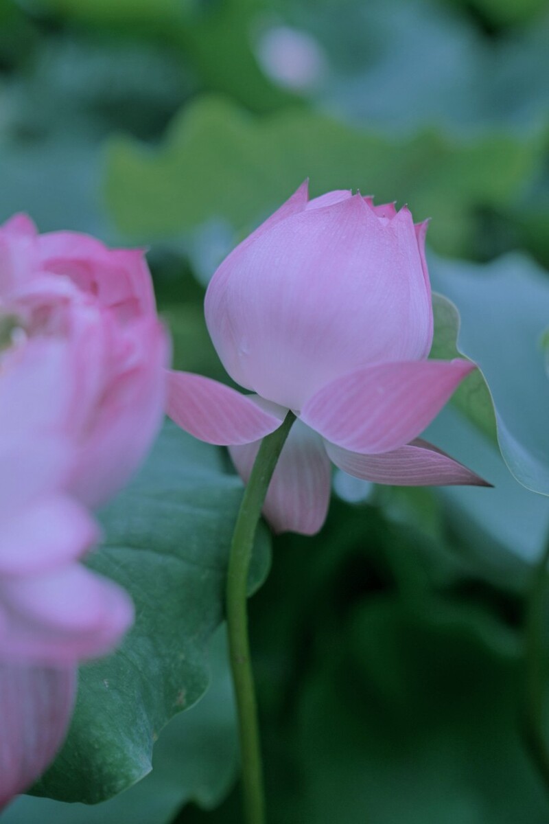 一款花园的游戏_花园类手机游戏推荐_手机花园类游戏