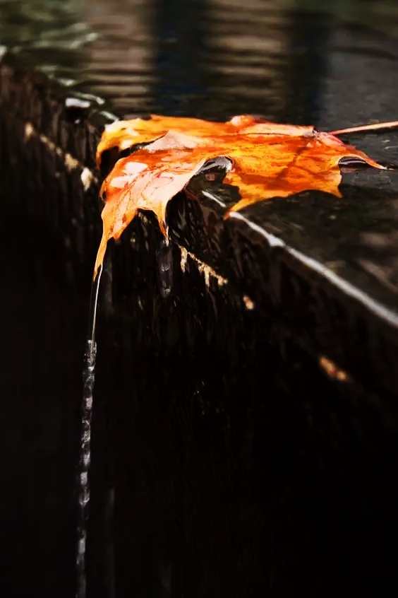 秋雨凉心_秋雨凉爽的唯美句子_一场秋雨一场凉
