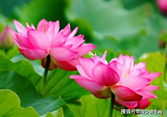 虎年是年龄_虎年是年今年多大_2022年是虎年