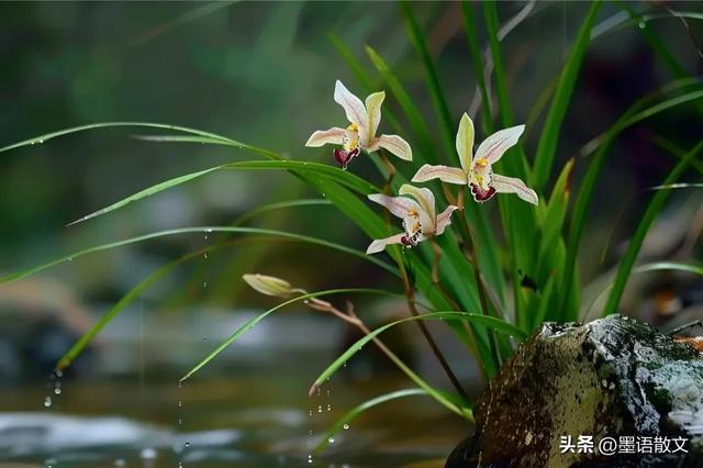 仙人掌麦科在哪下载_仙人掌麦科_仙人掌麦科手游下载