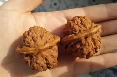放核桃游戏,智慧与策略的巅峰对决