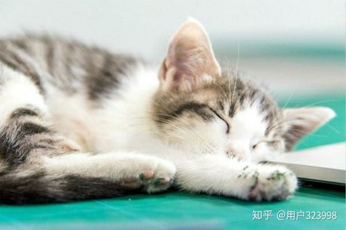 六猫咪游戏,趣味横生的宠物养成冒险之旅