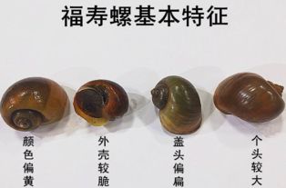 游戏小田螺,小田螺的奇幻冒险之旅